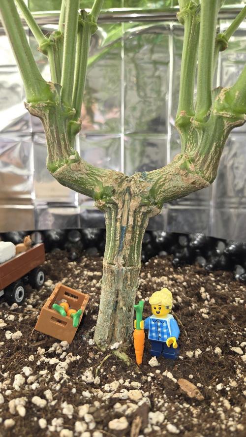 Amnesia 🧠. Week 12