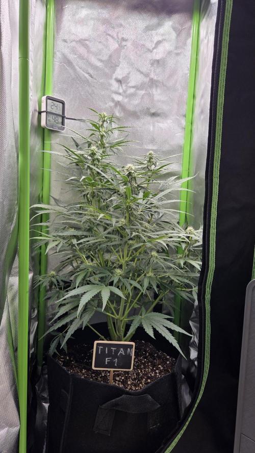 Titan F1 💪. Week 7