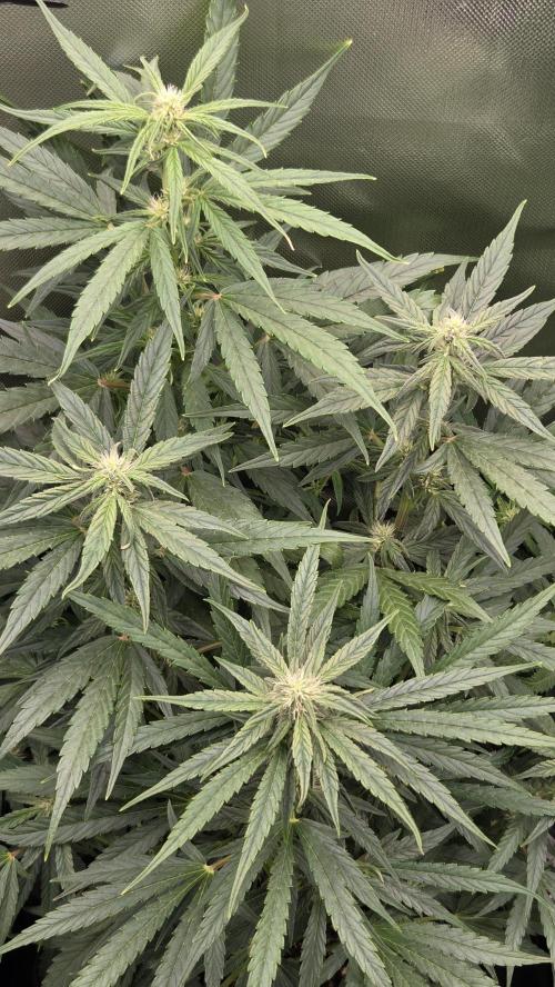 Titan F1 💪. Week 7