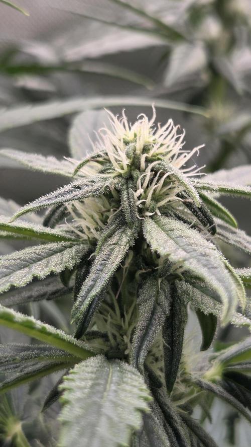 Titan F1 💪. Week 7