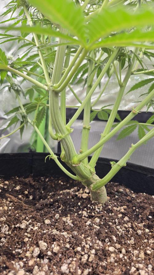 Titan F1 💪. Week 7