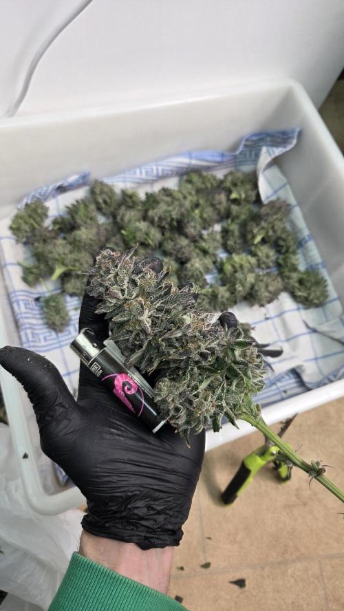 Biscotti 🍪. Week 19