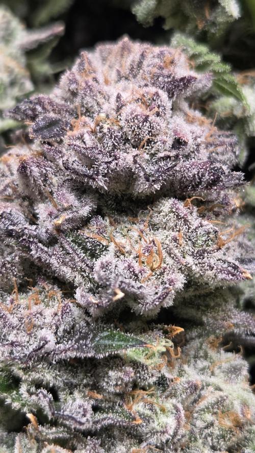 Biscotti 🍪. Week 19