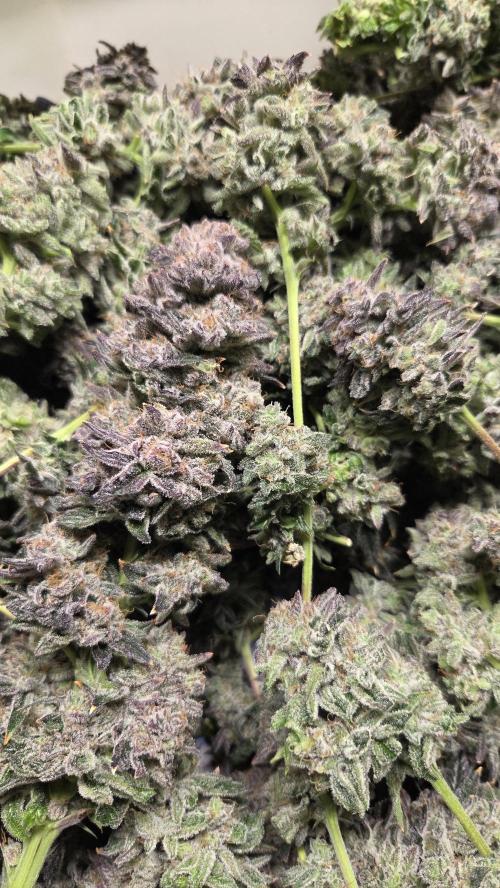 Biscotti 🍪. Week 19