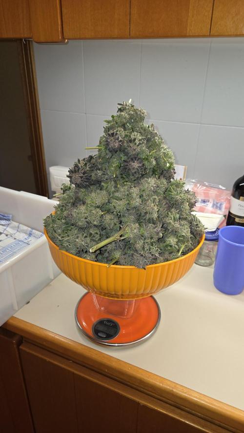 Biscotti 🍪. Week 19