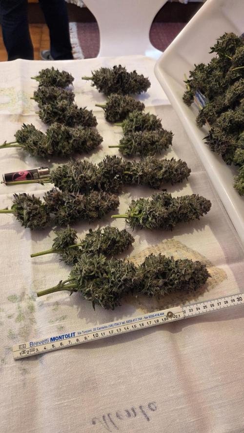 Biscotti 🍪. Week 19