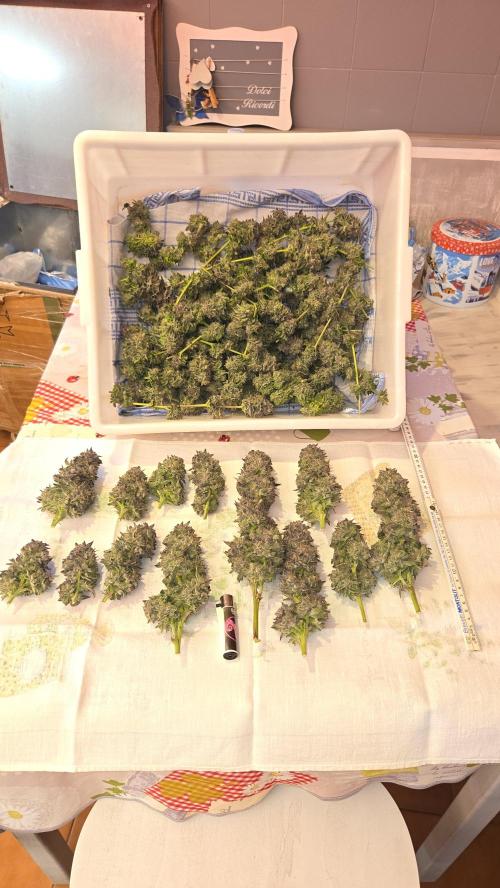 Biscotti 🍪. Week 19