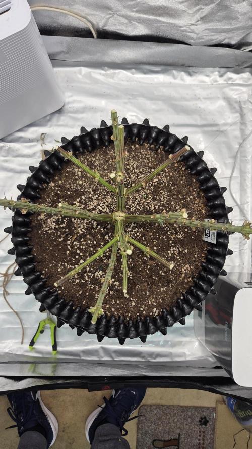 Biscotti 🍪. Week 19