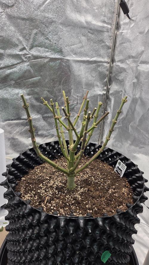 Biscotti 🍪. Week 19