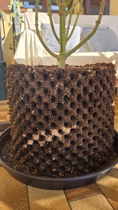 Biscotti 🍪. Week 19