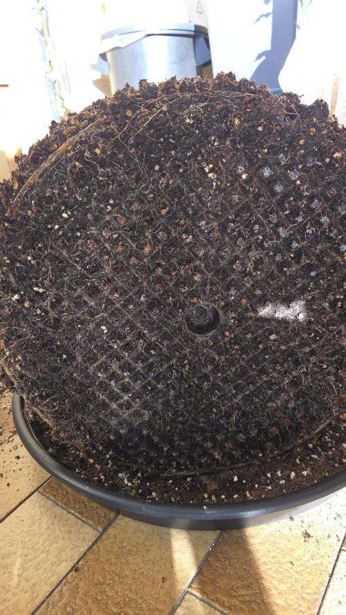 Biscotti 🍪. Week 19