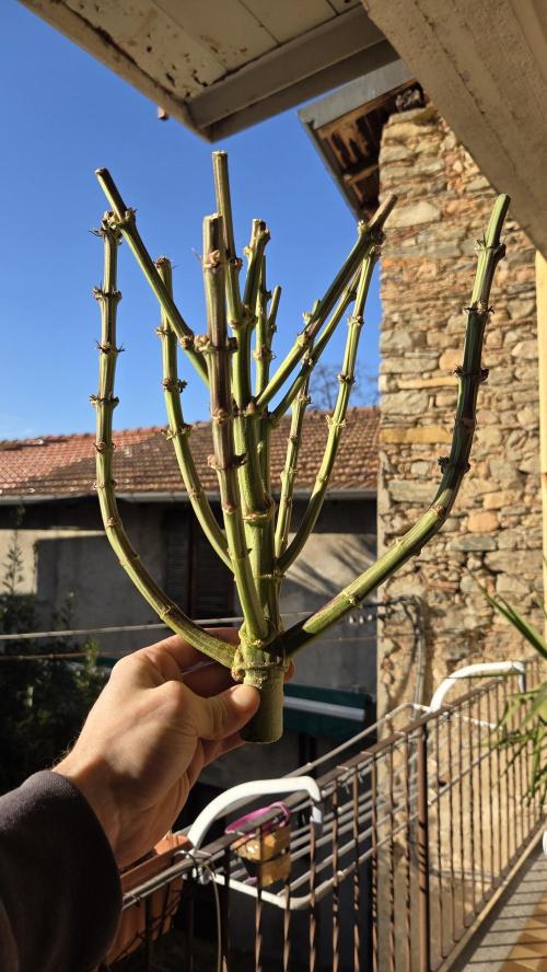 Biscotti 🍪. Week 19