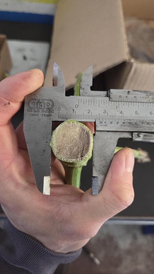 Biscotti 🍪. Week 19