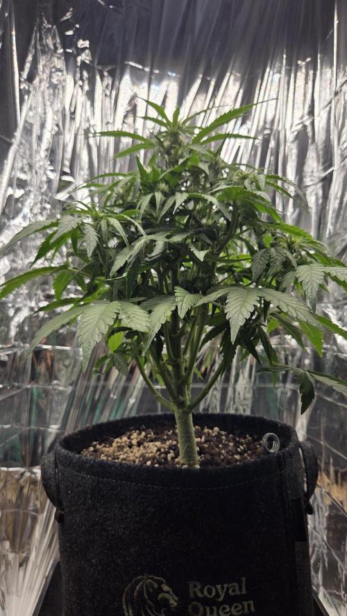 Titan F1 - Living Room 🏠. Week 6