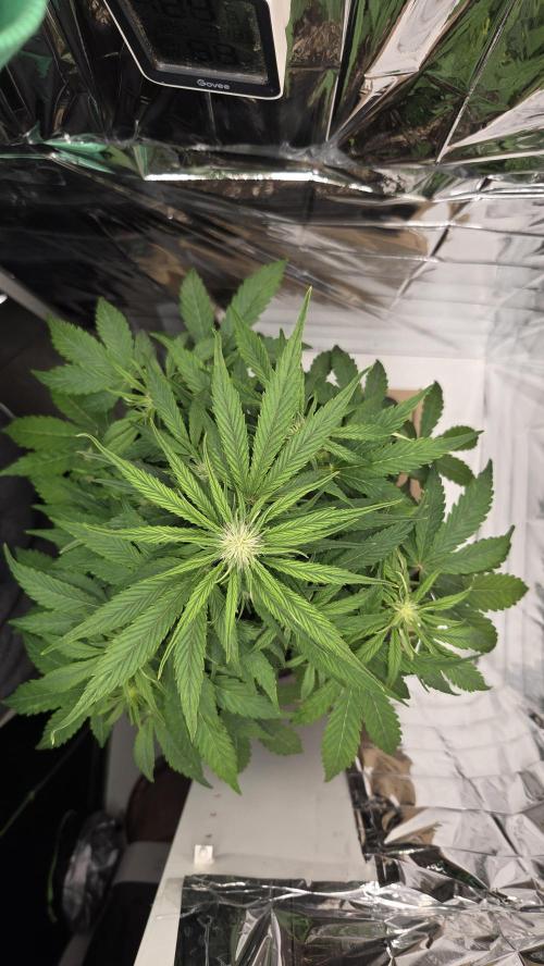 Titan F1 - Living Room 🏠. Week 6