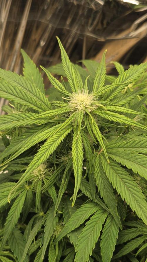 Titan F1 - Living Room 🏠. Week 6