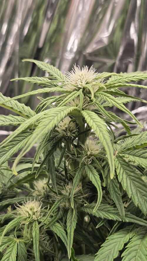 Titan F1 - Living Room 🏠. Week 6