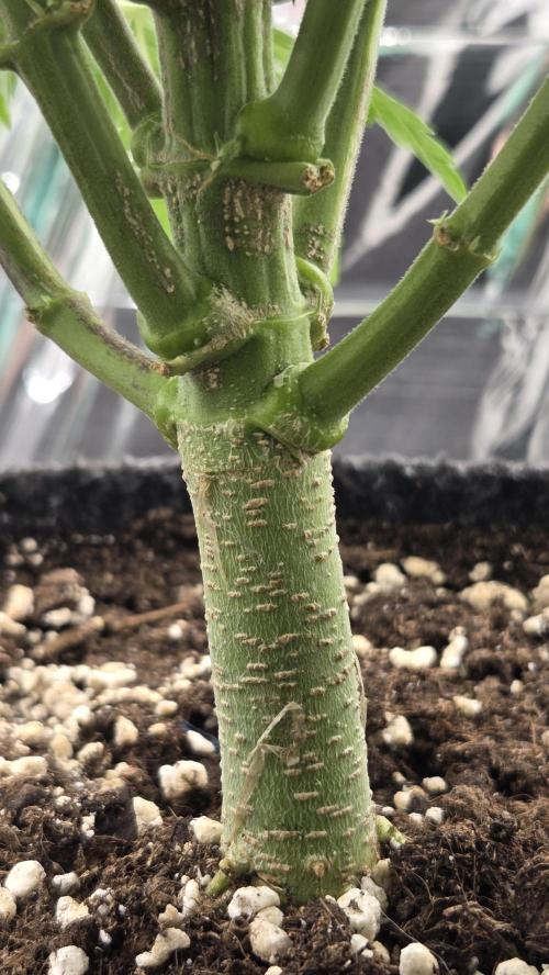 Titan F1 - Living Room 🏠. Week 6