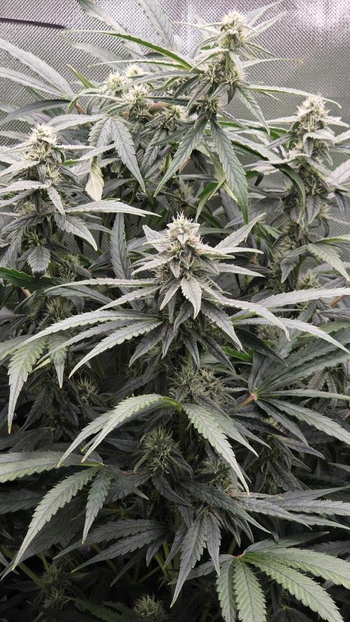 Titan F1 💪. Week 8