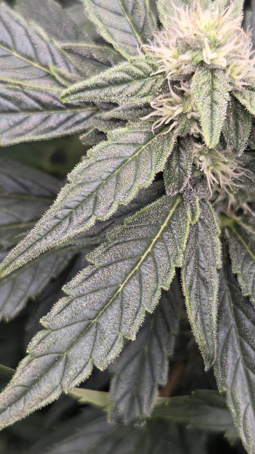 Titan F1 💪. Week 8