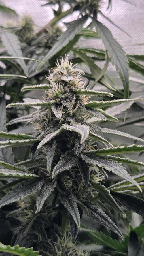 Titan F1 💪. Week 8