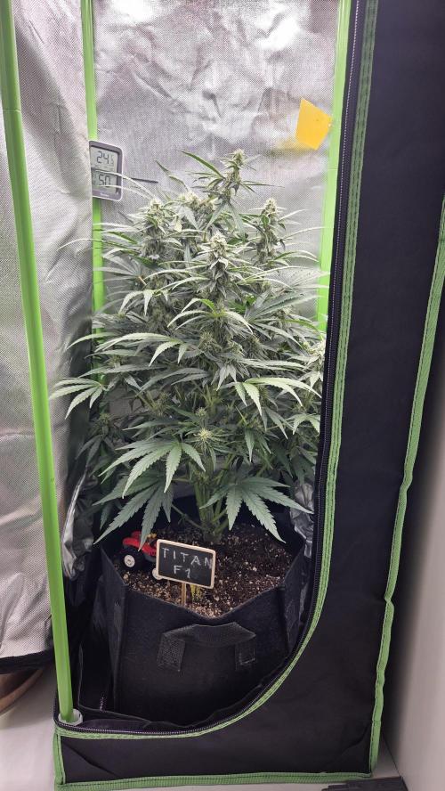 Titan F1 💪. Week 8