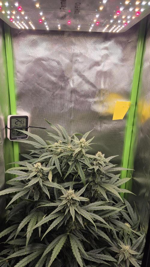 Titan F1 💪. Week 8