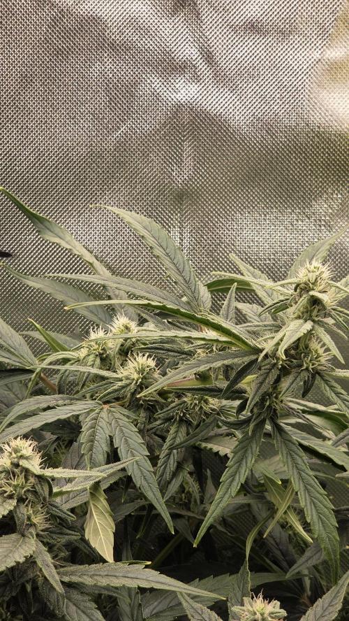 Titan F1 💪. Week 8