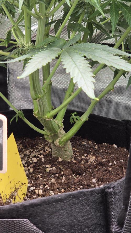 Titan F1 💪. Week 8