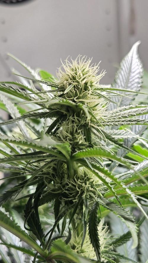 Amnesia 🧠. Week 13