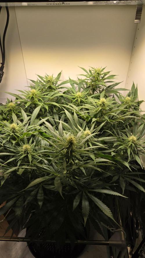 Amnesia 🧠. Week 13