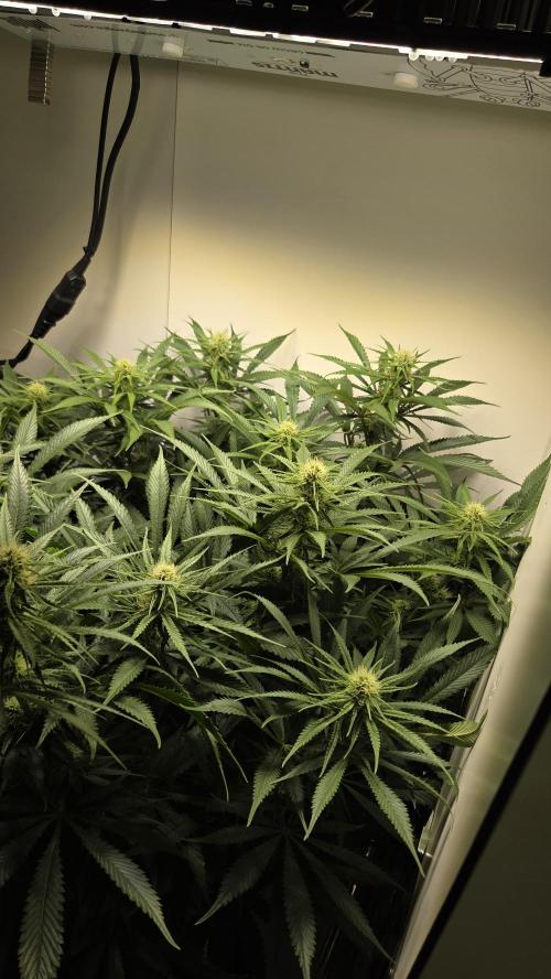 Amnesia 🧠. Week 13