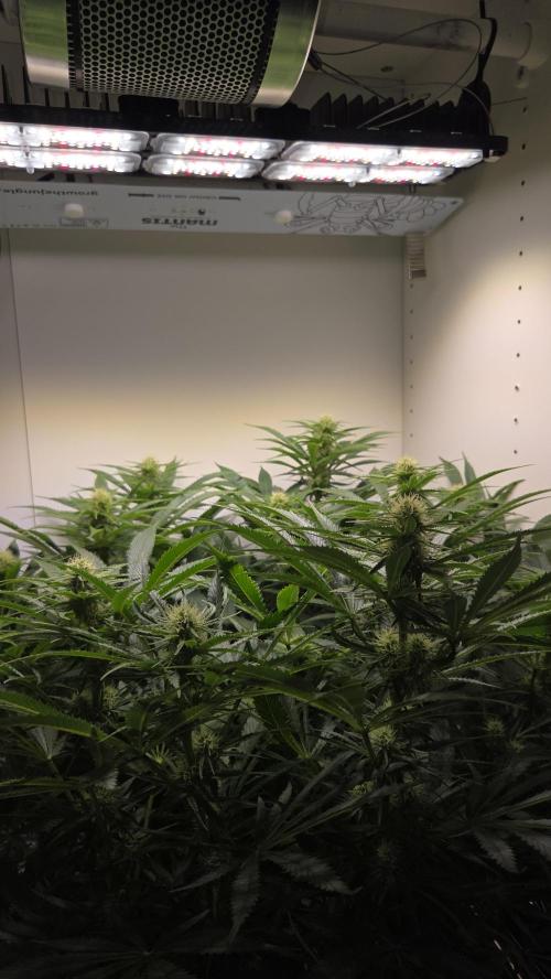 Amnesia 🧠. Week 13