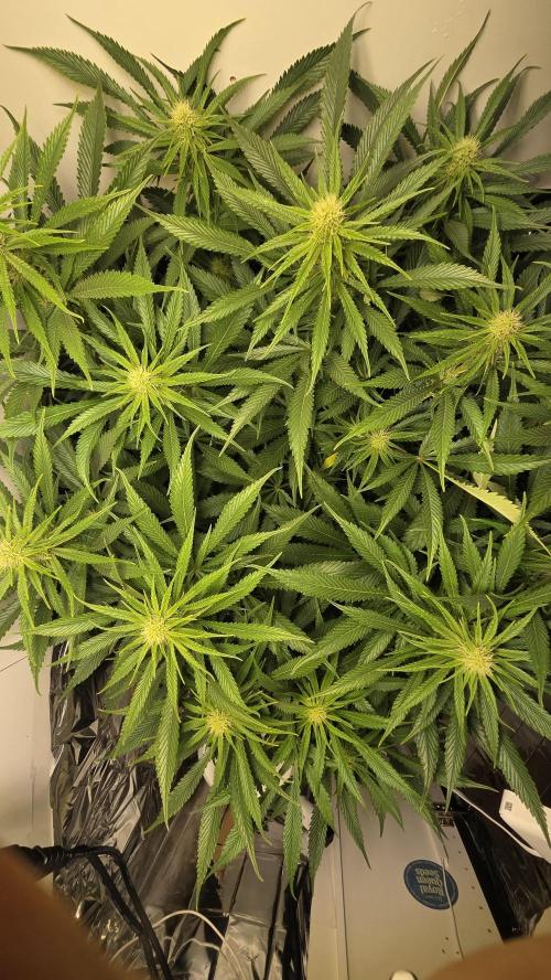 Amnesia 🧠. Week 13