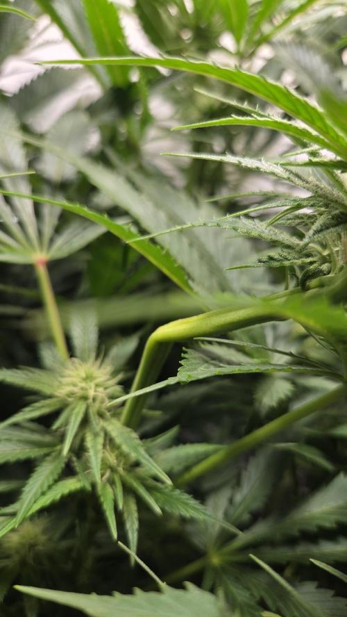 Amnesia 🧠. Week 13