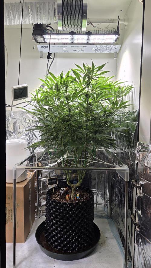 Amnesia 🧠. Week 13