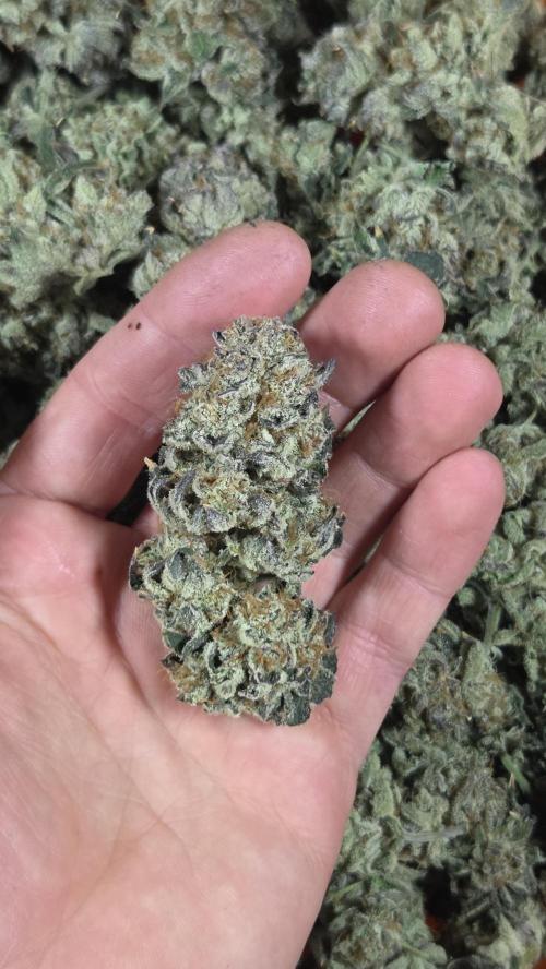 Biscotti 🍪. Week 19