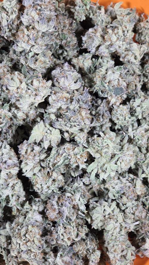 Biscotti 🍪. Week 19