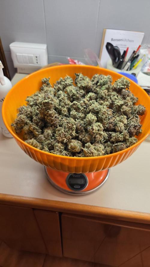 Biscotti 🍪. Week 19