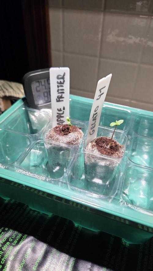 Blue Gelato 41 🍦 - Apple Fritter 🍎. Week 0