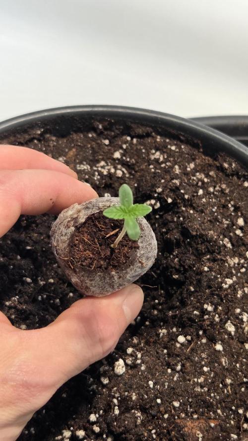 Blue Gelato 41 🍦 - Apple Fritter 🍎. Week 0