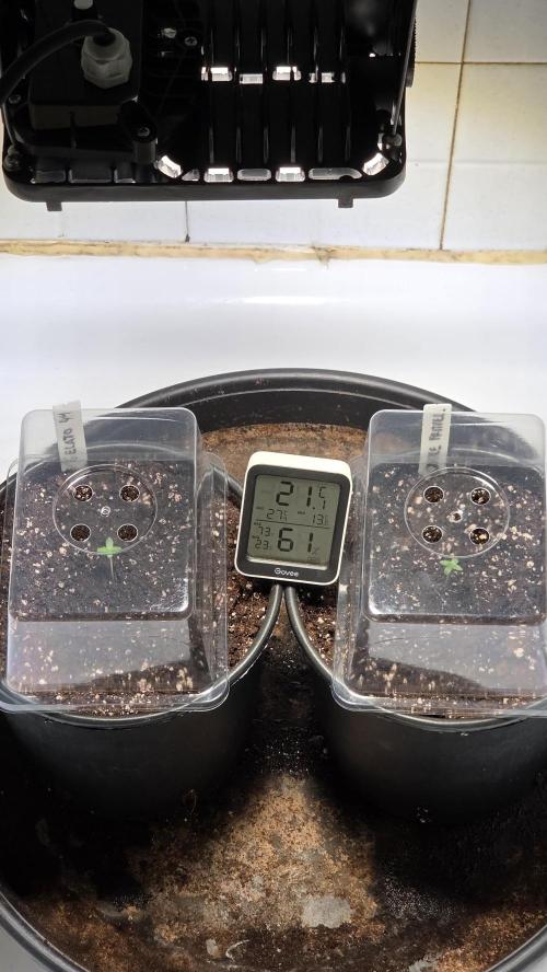 Blue Gelato 41 🍦 - Apple Fritter 🍎. Week 0