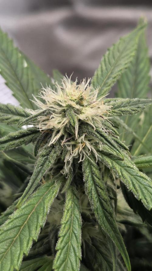 Titan F1 - Living Room 🏠. Week 7