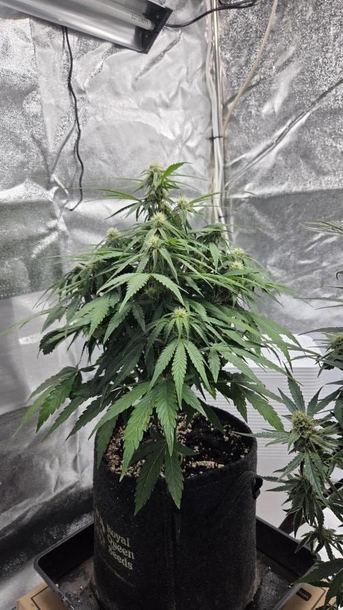 Titan F1 - Living Room 🏠. Week 7