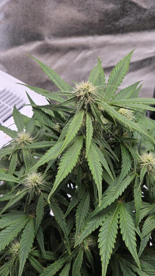 Titan F1 - Living Room 🏠. Week 7