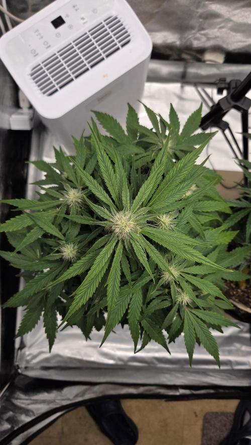 Titan F1 - Living Room 🏠. Week 7