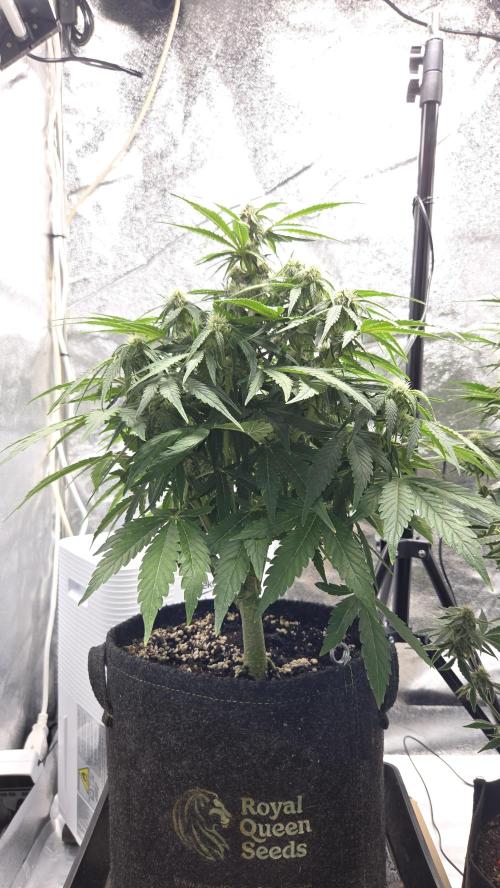 Titan F1 - Living Room 🏠. Week 7