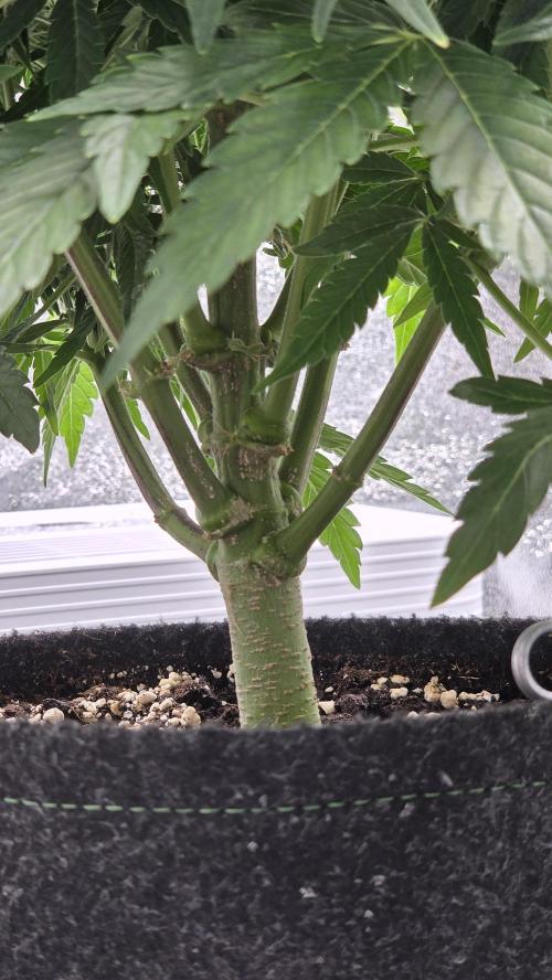 Titan F1 - Living Room 🏠. Week 7