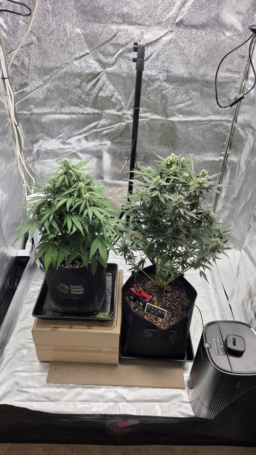 Titan F1 - Living Room 🏠. Week 7