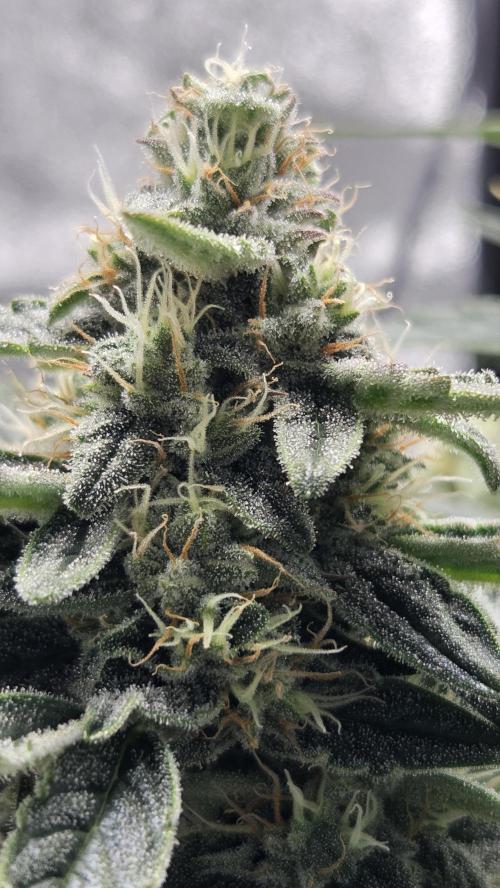 Titan F1 💪. Week 9